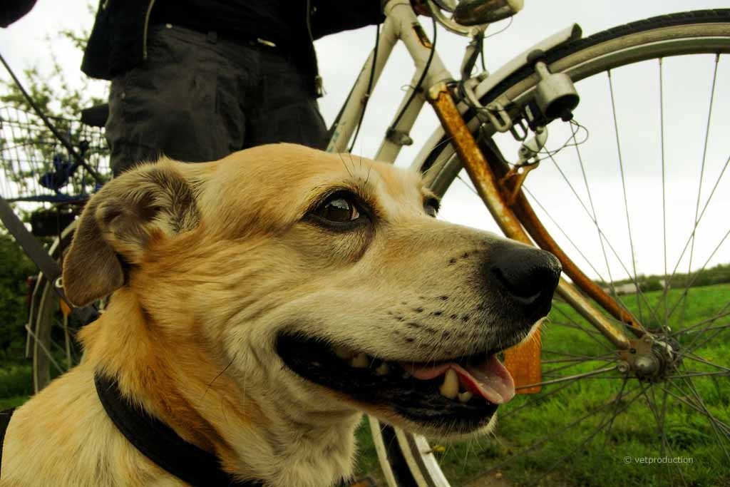 ESCCAP Checkliste Hunde aus dem Ausland